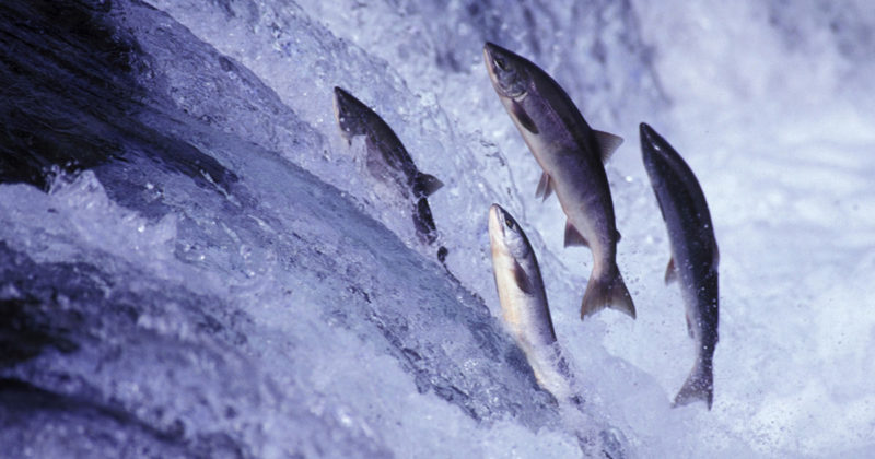Salmon